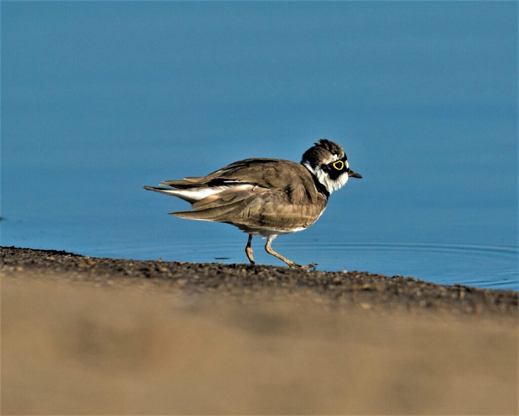 Ein Flussregenpfeifer (Charadrius dubius) im Biosphärenreservat Mittelelbe, Barby (OT Breitenhagen, Sachsen-Anhalt (AR 05/2024)