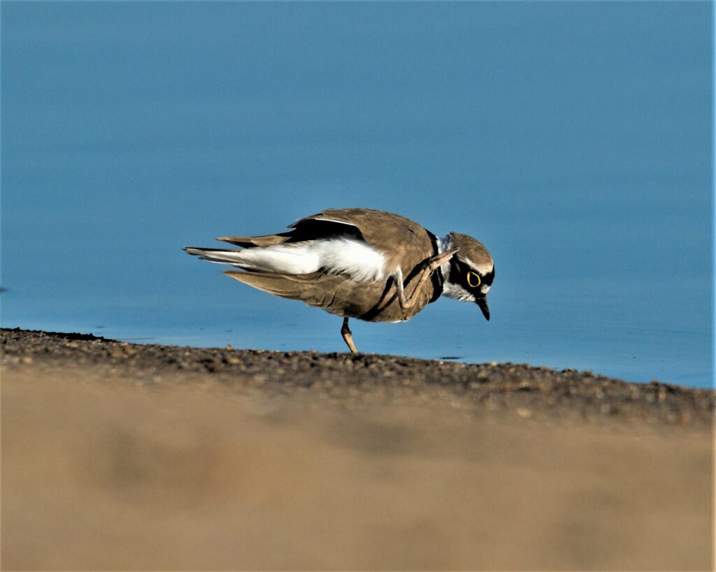 Ein Flussregenpfeifer (Charadrius dubius) im Biosphärenreservat Mittelelbe, Barby (OT Breitenhagen, Sachsen-Anhalt (AR 05/2024)