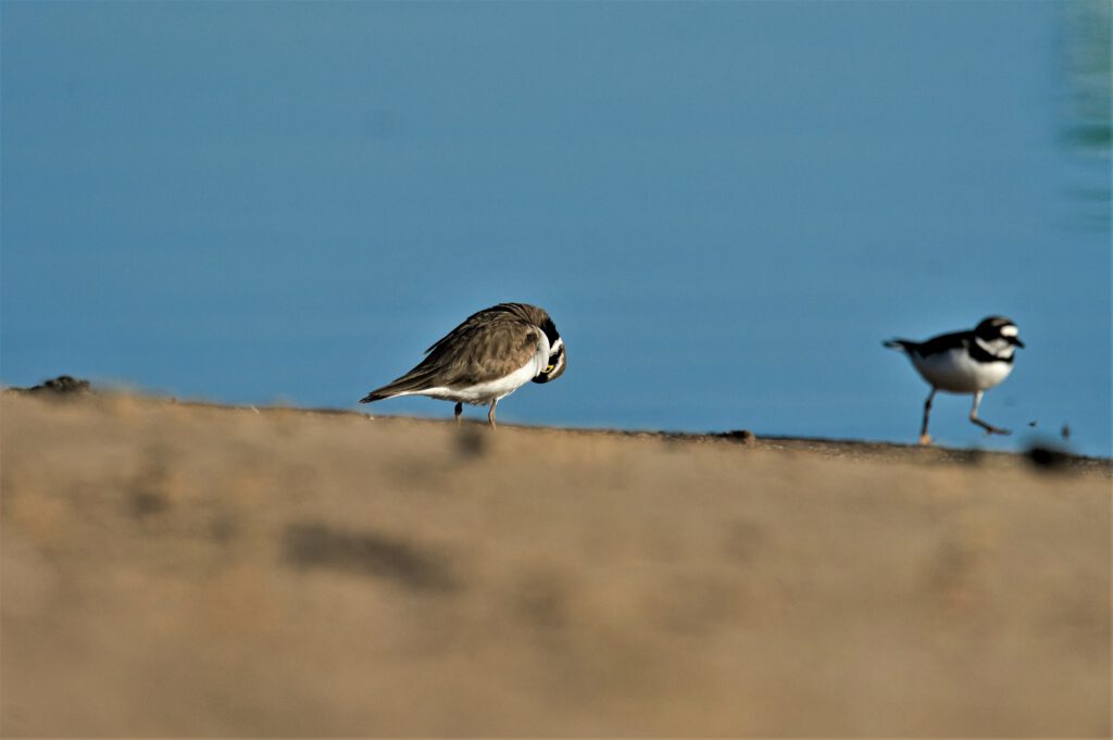 Zwei Flussregenpfeifer (Charadrius dubius) im Biosphärenreservat Mittelelbe, Barby (OT Breitenhagen, Sachsen-Anhalt (AR 05/2024)