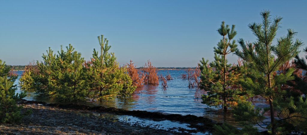 Überschwemmtes Land mit halb im Wasser stehenden Bäumen – ein Symbol für die Auswirkungen des Klimawandels (AR 10/2024)