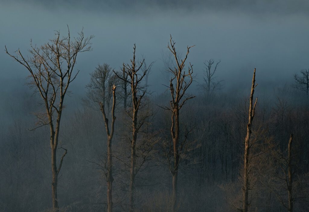 Naturschauspiel Inversionswetterlage vom Aussichtsturm Große Haube bei Motten, auf der Grenze des hessischen Landkreises Fulda und des bayerischen Landkreises Bad Kissingen aus gesehen (AR 12/2024)