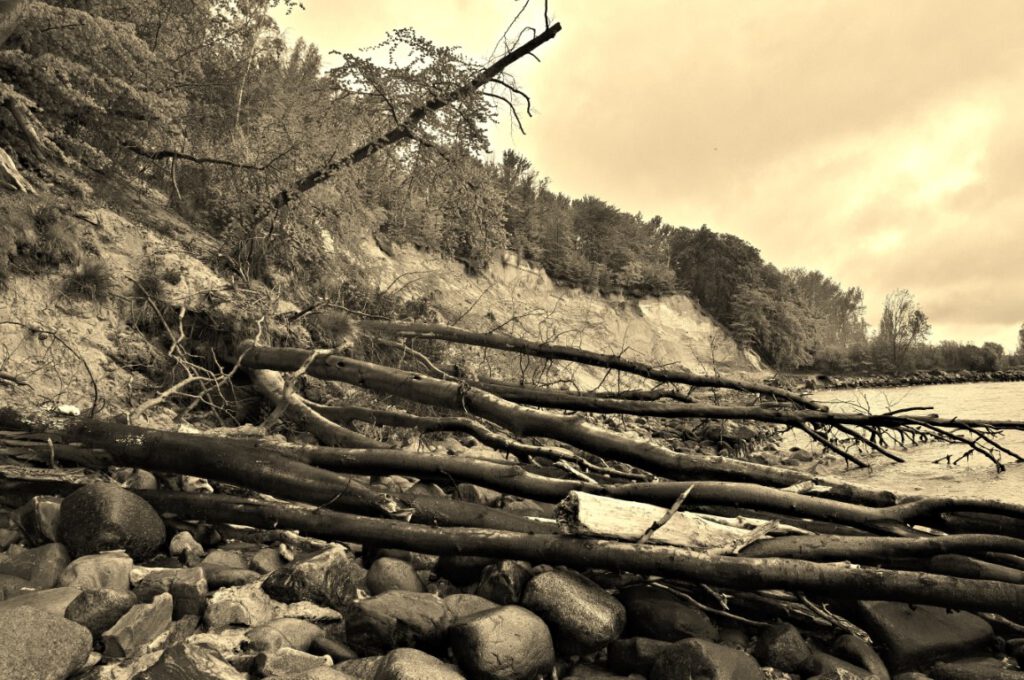 Umgestürzte Bäume am Fuß einer erodierenden Steilküste bei Schloss Dwasieden auf Rügen