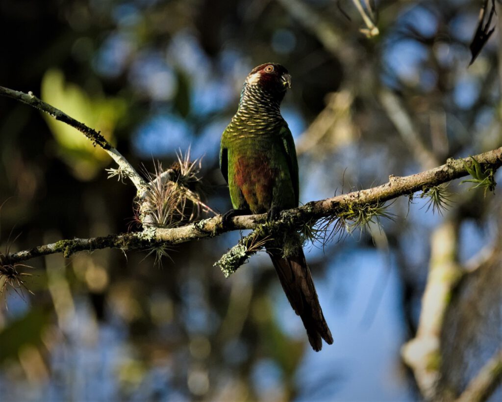 Rotschwanzsittich im Agroforstsystem des Klimaretten e.V. in Bahia, Mata Atlântica, Brasilien – bedrohte Art in wiederhergestelltem Lebensraum