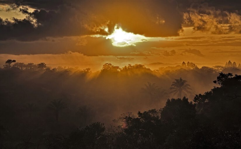 Warum ein Aufforstungsprojekt in Bahia auch das Klima in Deutschland schützt