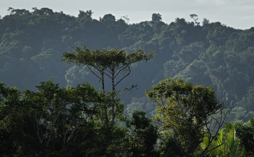Was die COP30 in Brasilien und der gemeinnützige Verein Klimaretten e.V. gemeinsam haben – und was sie unterscheidet