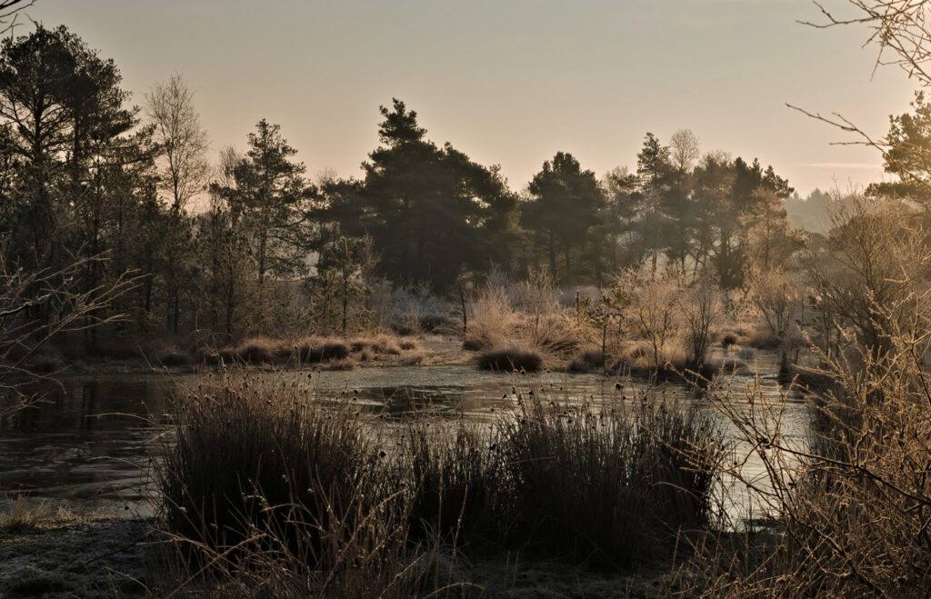 Offene Torfflächen im Pietzmoor