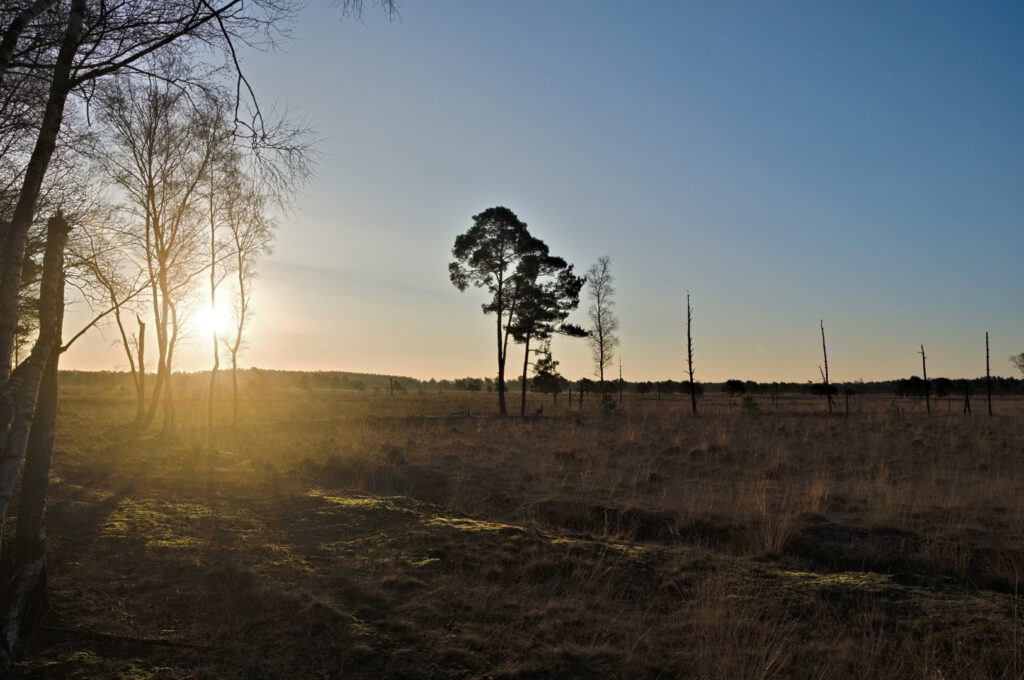 Sonnenaufgang Torfflächen im Pietzmoor
