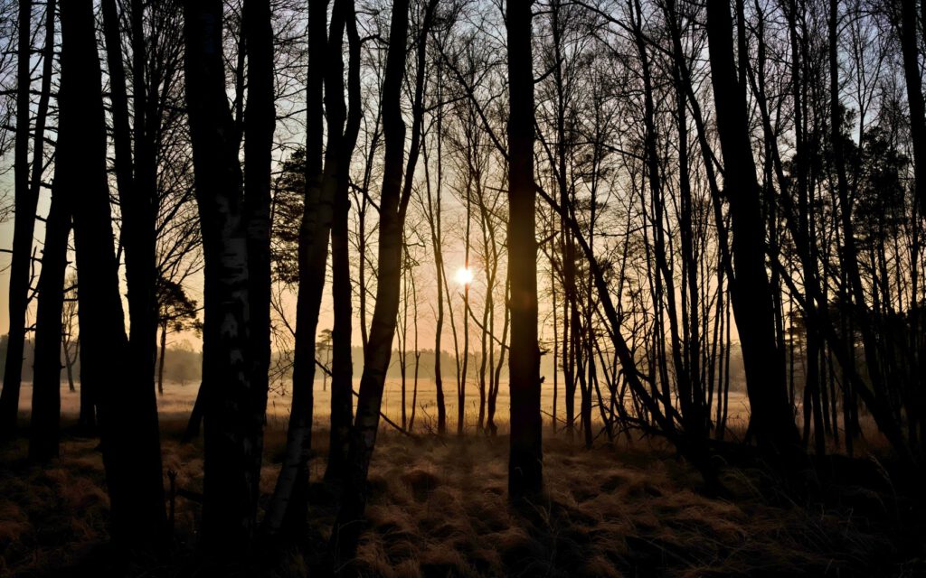 Mischwaldaufwuchs im Morgenlicht