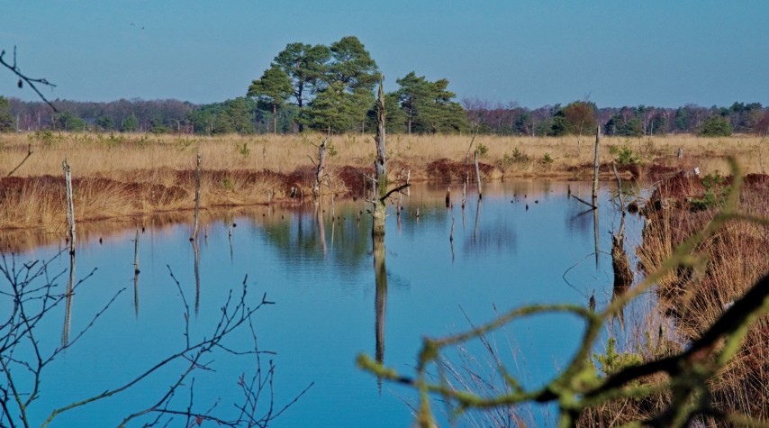 Ein mit Regenwasser gefüllter Torfstich im Pietzmoor mit Holzfragmenten. Relikte früherer menschlicher Nutzung (AR 03/2026)