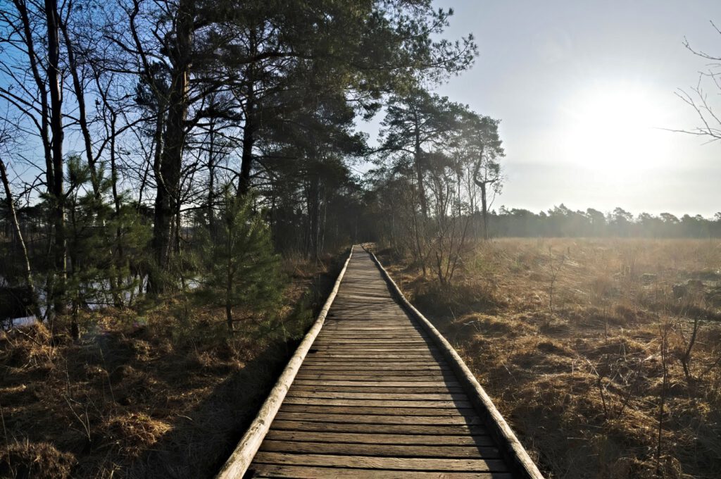 Bohlensteg im Pietzmoor