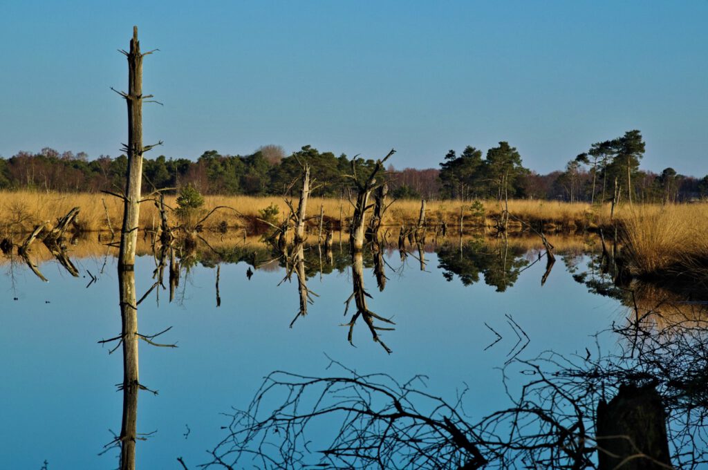 Wasserfläche ehemaliger Torfstich