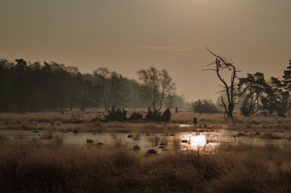 Offene Torfflächen im Pietzmoor