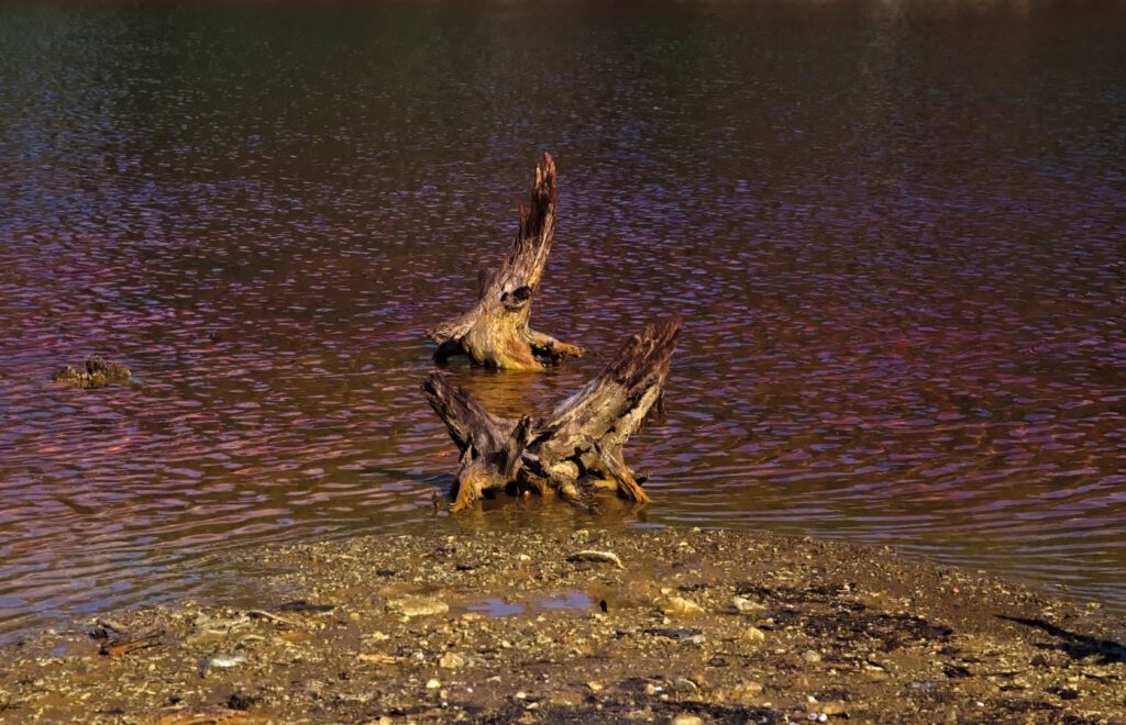 Rötlich gefärbtes Wasser eines Restlochs in ehemaligem Braunkohletagebau