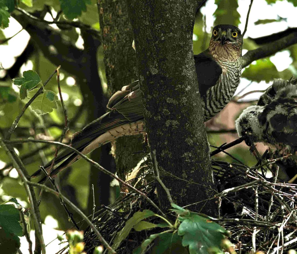 Sperberweibchen blickt aufmerksam aus dem Horst