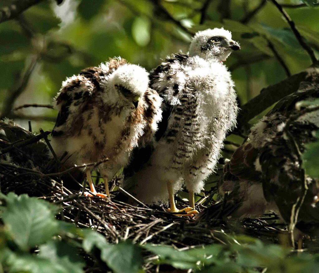 Jungsperber im Nest zwischen den Baumkronen