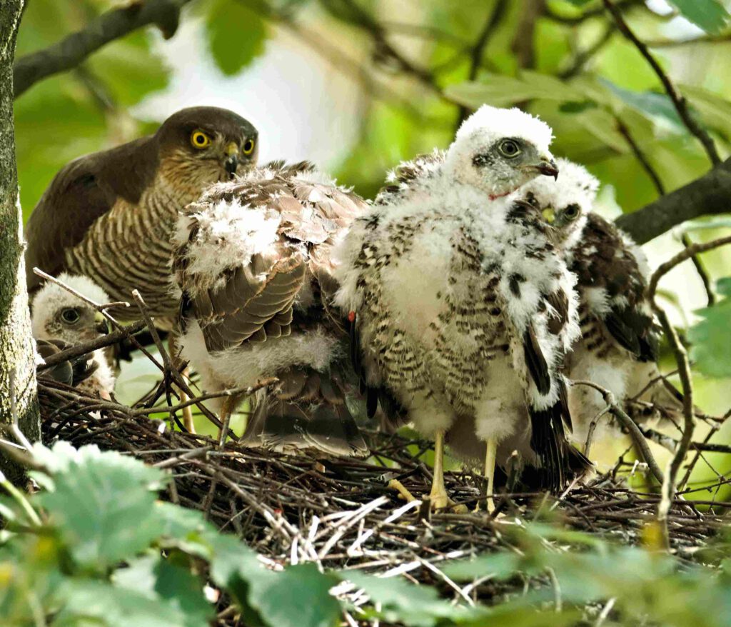 Sperberweibchen mit Jungvögeln im Horst eines Kreuzberger Hinterhofs
