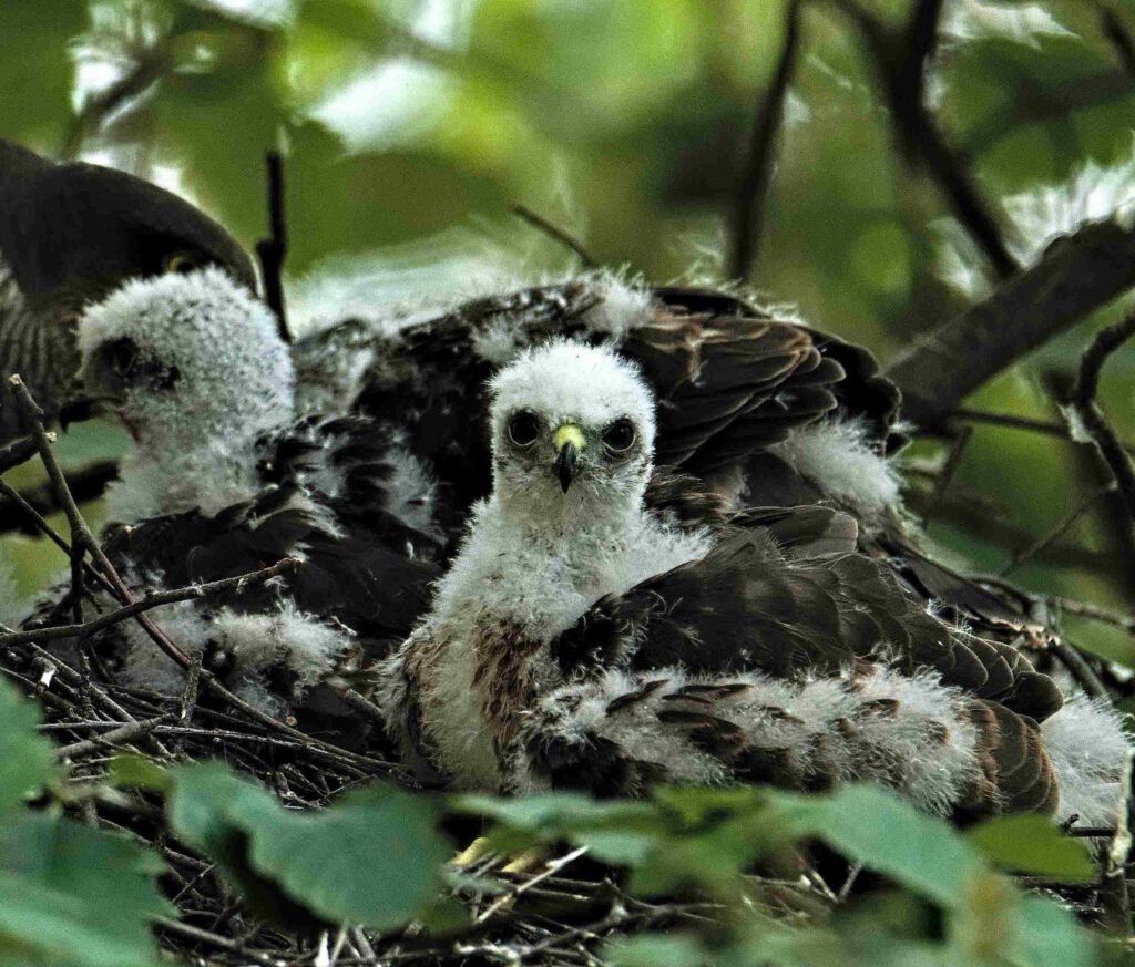 Jungsperber im Nest zwischen den Baumkronen