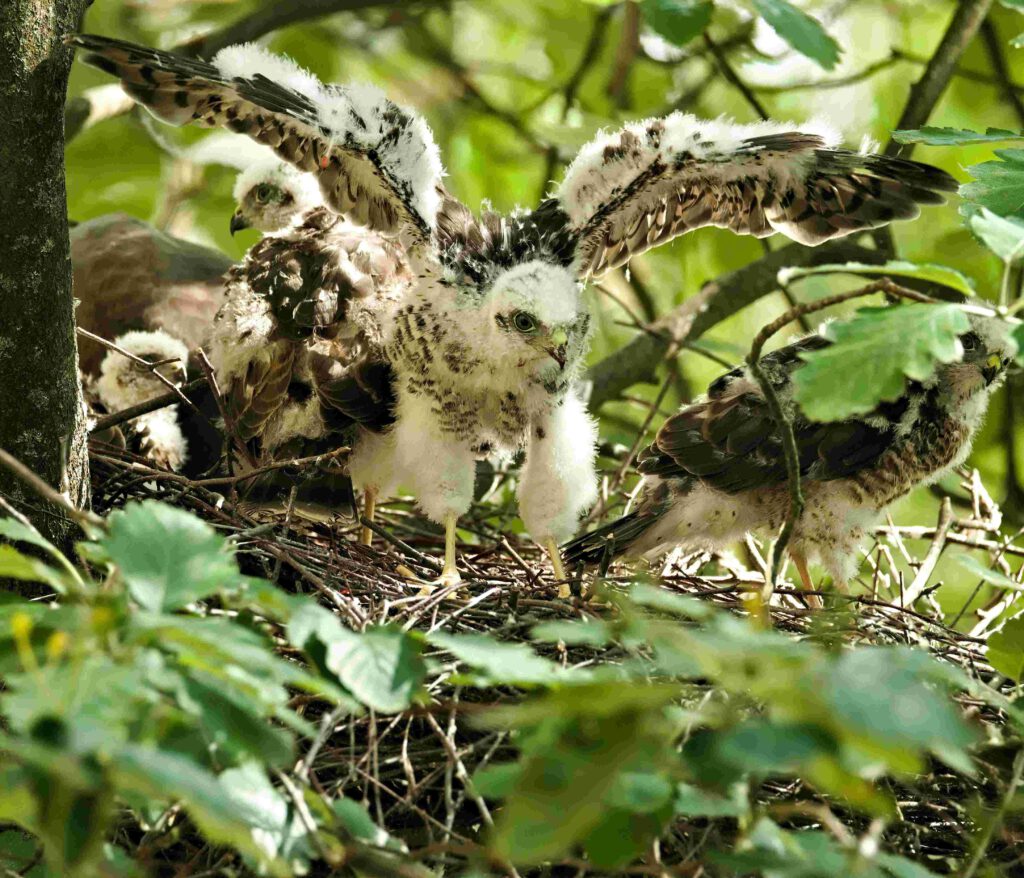 Jungvögel eines Sperbers im Horst
