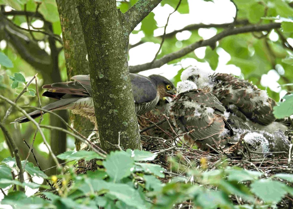 Greifvogelhorst in einem begrünten Kreuzberger Innenhof