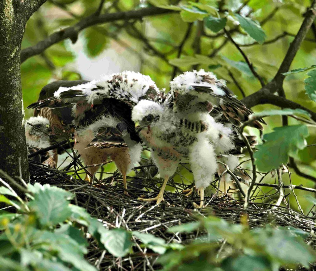 Jungvögel eines Sperbers im Horst