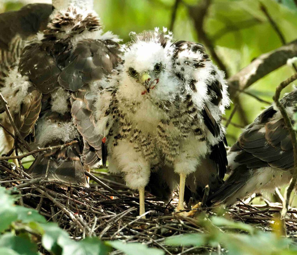 Jungsperber im Nest zwischen den Baumkronen