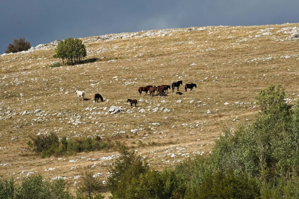 Eine Gruppe frei lebender Pferde steht verteilt auf einer weitläufigen, steinigen Grasfläche bei Livno in Bosnien-Herzegowina.