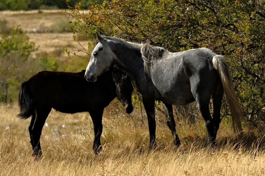Ein graues Pferd und ein kleineres dunkelbraunes Pferd stehen dicht beieinander im trockenen Gras unter überhängenden Zweigen.