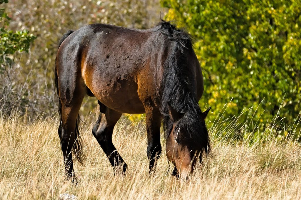 Dunkelbraunes Pferd mit langer schwarzer Mähne senkt den Kopf und frisst trockenes Gras auf einer sonnigen Weide bei Livno.