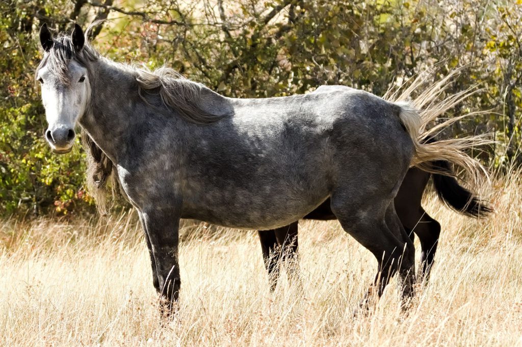 Ein kräftiges graues Pferd steht seitlich im goldenen Gras und blickt zur Kamera. Seine lange Mähne und sein Schweif werden vom Wind bewegt.