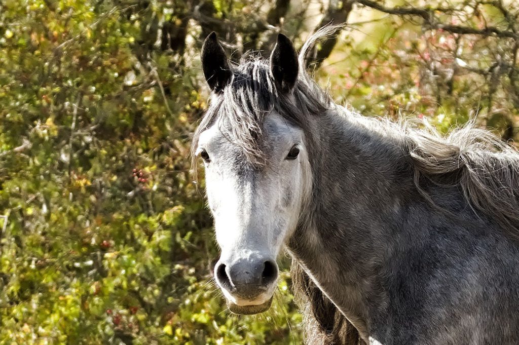 Nahaufnahme des Kopfes eines grauen Pferdes mit langer, zerzauster Mähne, aufgerichteten Ohren und direktem Blick zur Kamera.