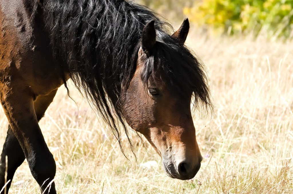 Nahaufnahme eines dunkelbraunen Pferdes mit schwarzer Mähne, das seinen Kopf zum trockenen Gras senkt. Die helle Schnauze ist seitlich zu sehen.